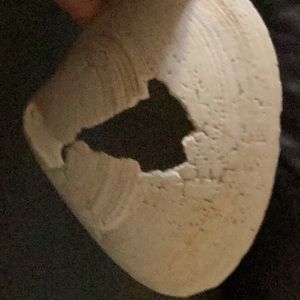 Seashell 4 inches long 3 inches with